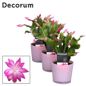 Schlumbergera - 9 cm - Glaspot Nashville pink - Decorum