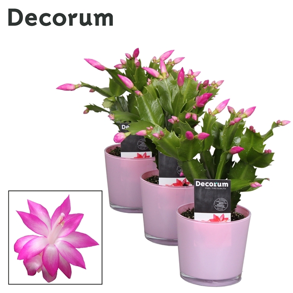 <h4>Schlumbergera - 9 cm - Glaspot Nashville pink - Decorum</h4>