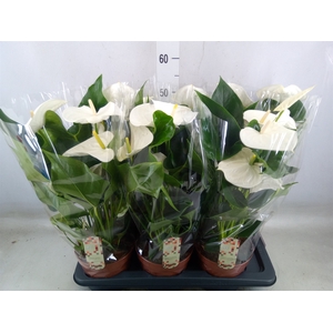 Anthurium andr. 'Alpine'