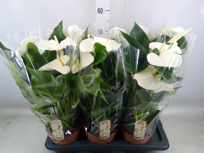 <h4>Anthurium andr. 'Alpine'</h4>