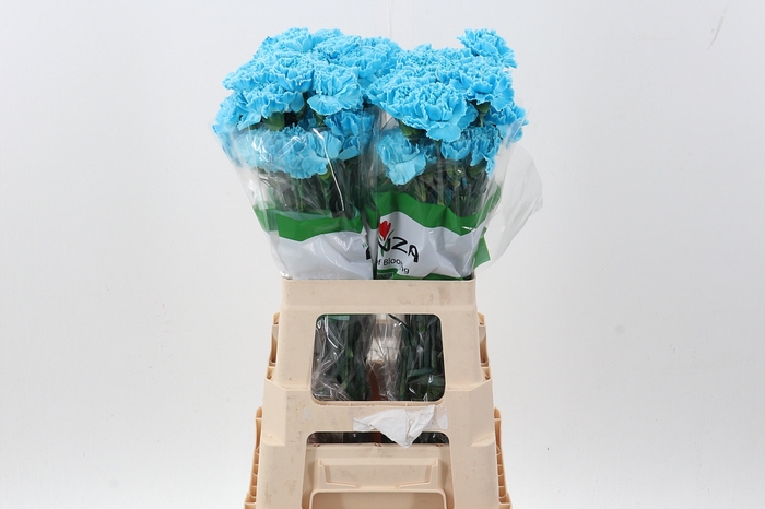 <h4>Di St Tinted Pastel Blue</h4>