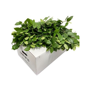 SALAL TIPS  WHITE BOX
