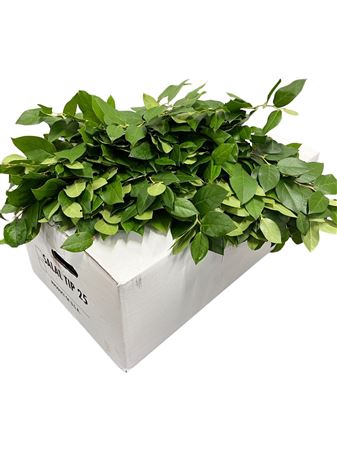 SALAL TIPS WHITE BOX