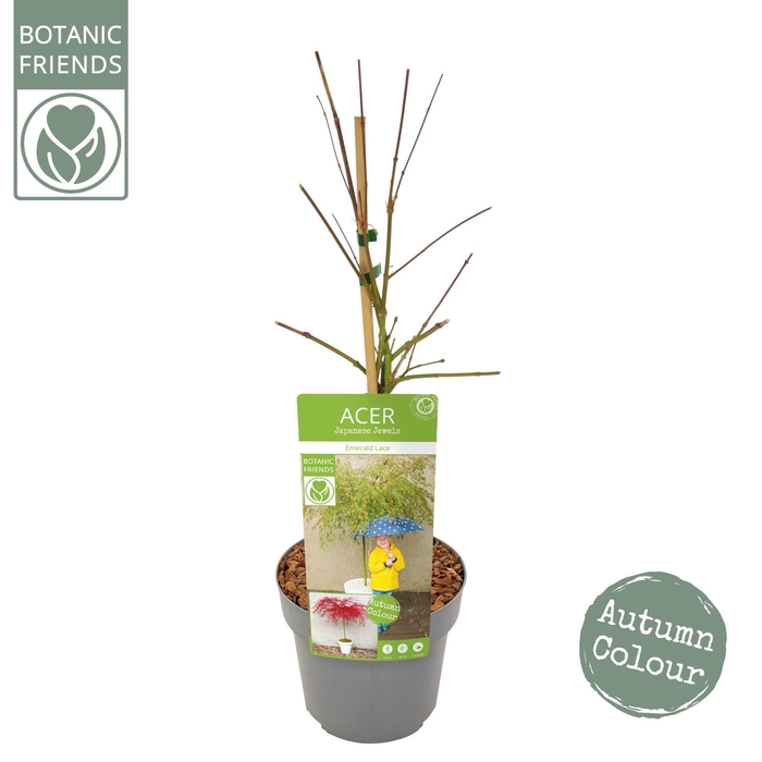 Acer palmatum Emerald Lace
