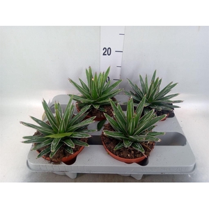 Agave victoriae-reginae