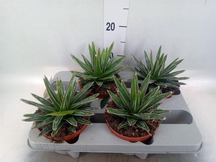 <h4>Agave victoriae-reginae</h4>