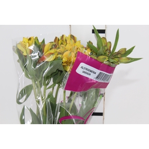 ALSTROEMERIA CARIBBEAN 080 CM