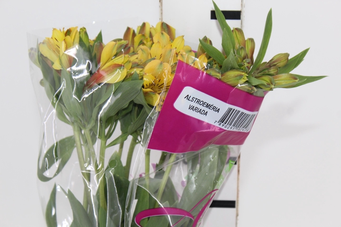 <h4>ALSTROEMERIA CARIBBEAN 080 CM</h4>