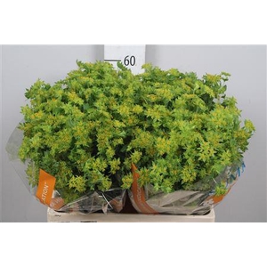 Bupleurum Rotundifol