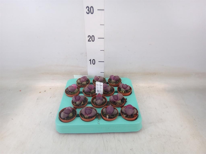 <h4>Lithops sp.</h4>