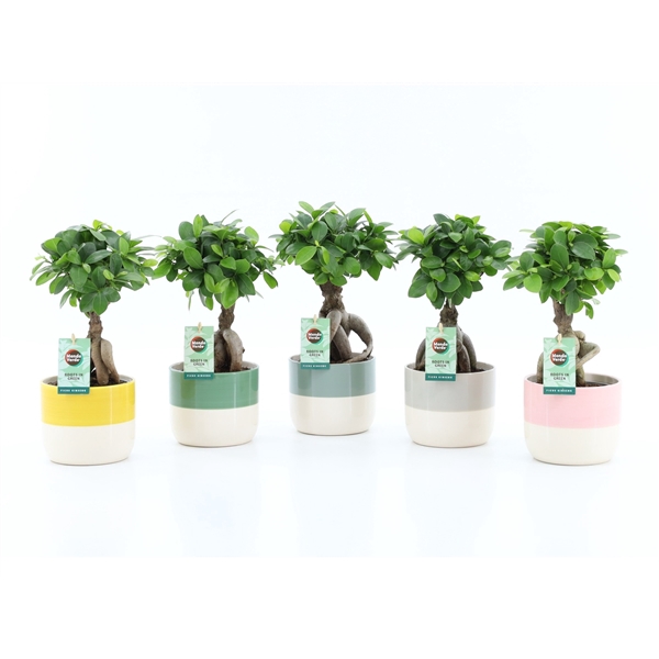 <h4>Ficus micr. Ginseng in Two Tone keramiek</h4>