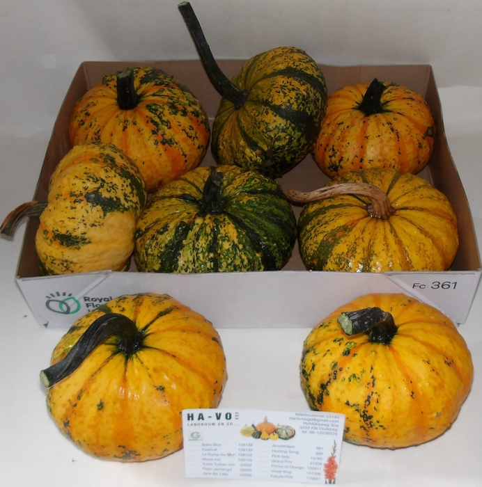 <h4>CUCURBITA  P-KE MON</h4>