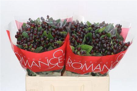 <h4>Hyp Rocky Romance</h4>