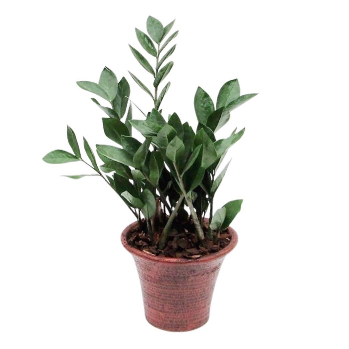 <h4>Zamioculcas in hosta small bruin met schors</h4>