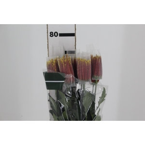 ANASTASIA CHISPA 080 CM BICOLOR