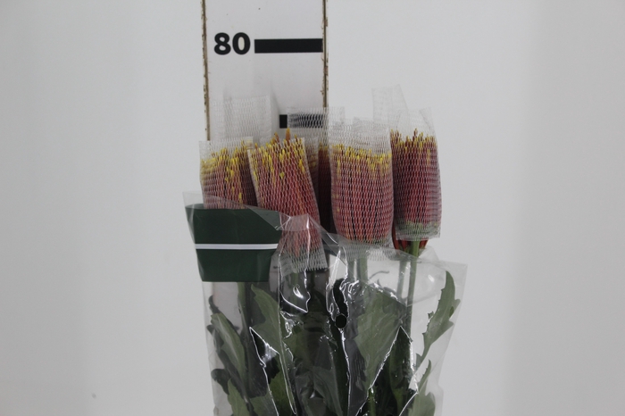 <h4>ANASTASIA CHISPA 080 CM BICOLOR</h4>