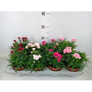 Dianthus  'Oscar'   ...mix