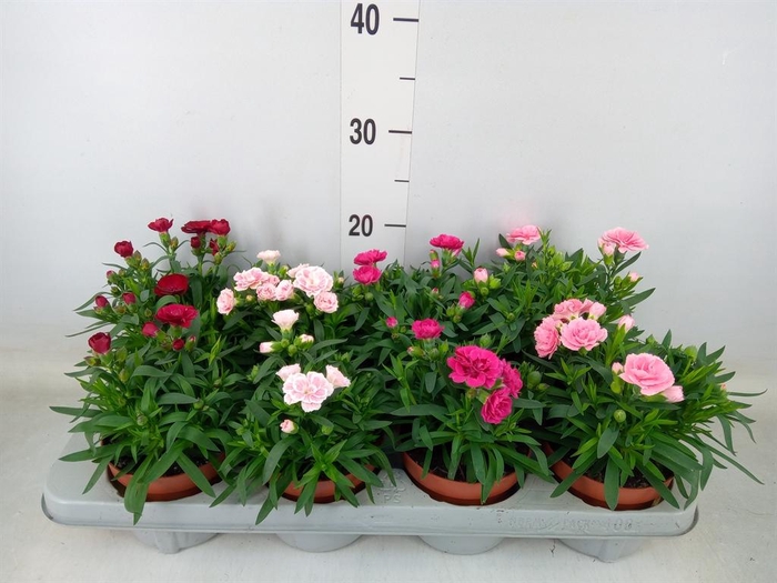 <h4>Dianthus 'Oscar' ...mix</h4>