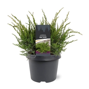 Juniperus x pfitzeriana Mint Julep