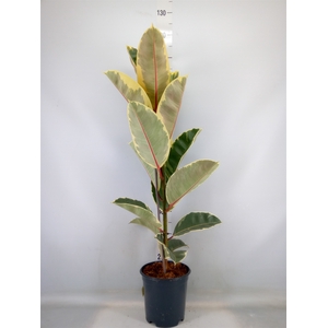 Ficus elastica 'Tineke'
