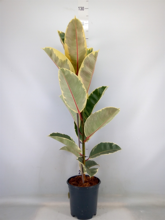 <h4>Ficus elastica 'Tineke'</h4>