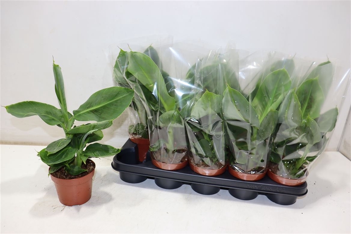 <h4>Musa Tropicana</h4>