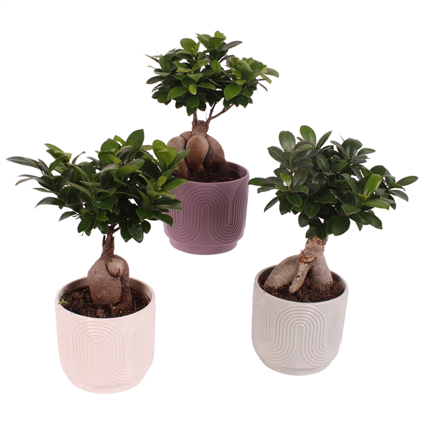 <h4>Ficus m. Ginseng Ball Shape Ø12cm in Ø14cm Ceramic SE571</h4>