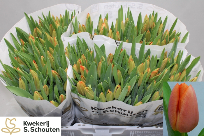 <h4>TU EN ORAN WESTFRIS</h4>