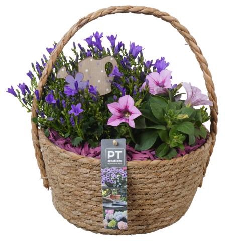 <h4>PTPP6972 Arrangementen Perkplanten</h4>