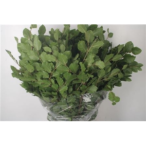 Beuk Groen Per Bunch ( Faggio )