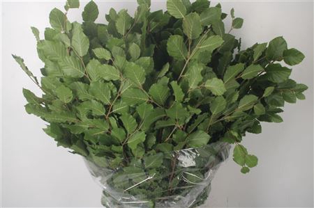 <h4>Beuk Groen Per Bunch ( Faggio )</h4>