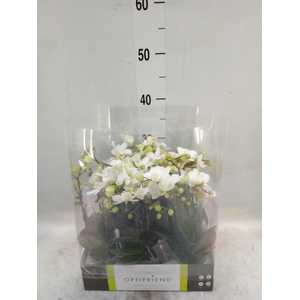 Phalaenopsis multi.   ...white