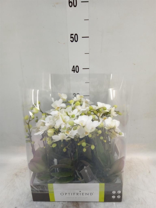 <h4>Phalaenopsis multi.   ...white</h4>