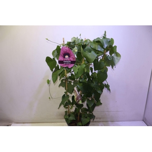 Aristol Macrophylla