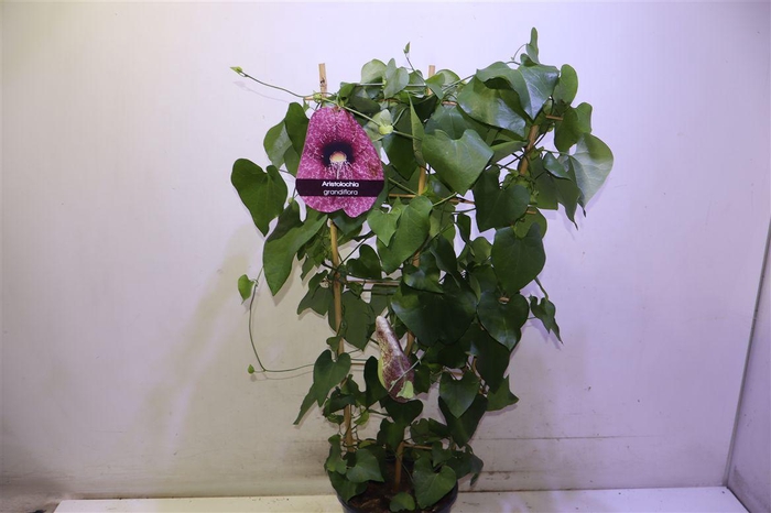 <h4>Aristol Macrophylla</h4>