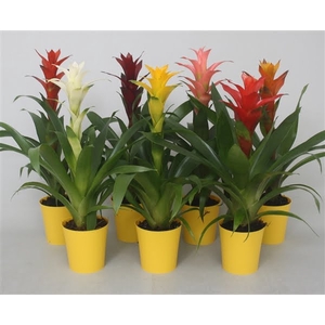 Guzmania mix in gele kunststof pot