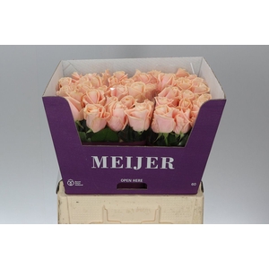 Rosa Gr Avalanche Pearl