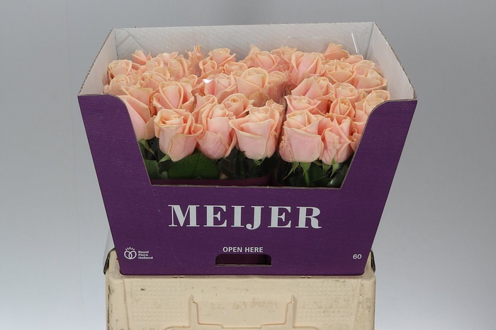 <h4>Rosa Gr Avalanche Pearl</h4>