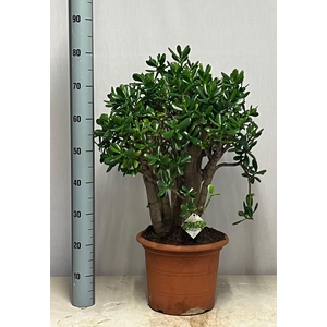 CRASS OVATA