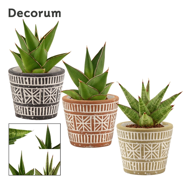 <h4>Sansevieria Crown Mix 6 cm in Claire (Neo architect-collection)</h4>