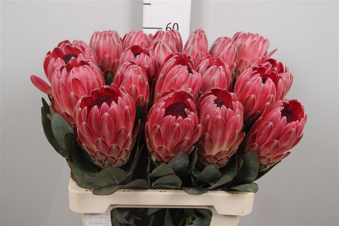 <h4>Protea Sharon</h4>