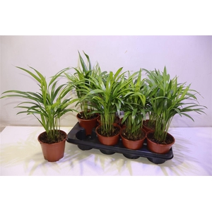 arr8 Dypsis Lutescens