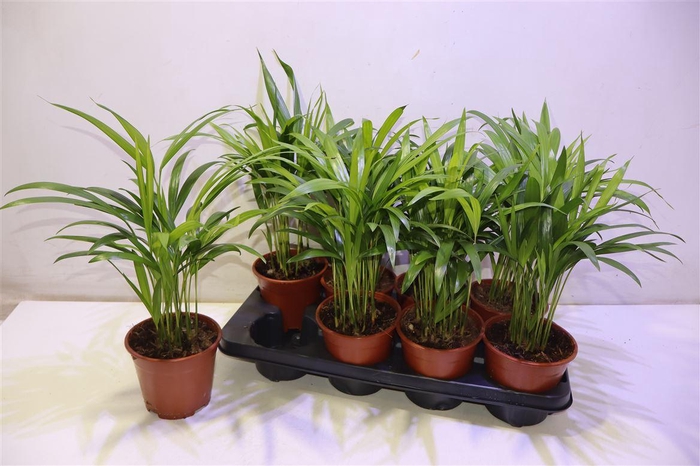 <h4>arr8 Dypsis Lutescens</h4>