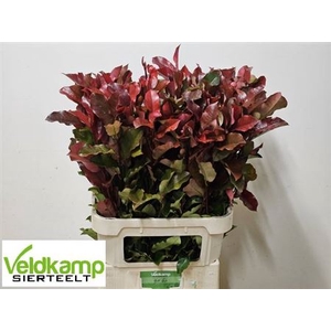 Photinia X F Purple Peter Super