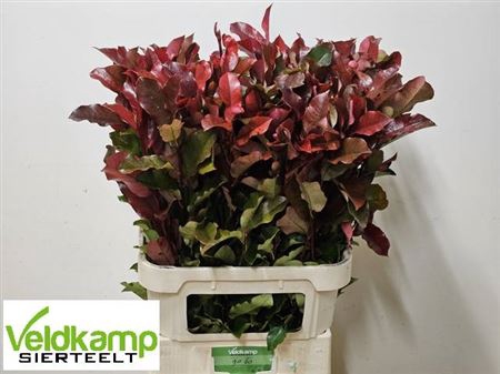 <h4>Photinia X F Purple Peter Super</h4>