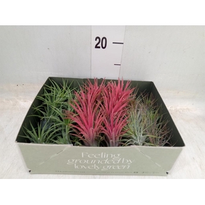 Tillandsia