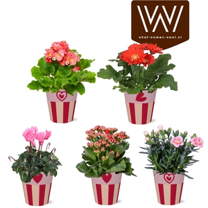 KAMERPL BLOEIEND GEM