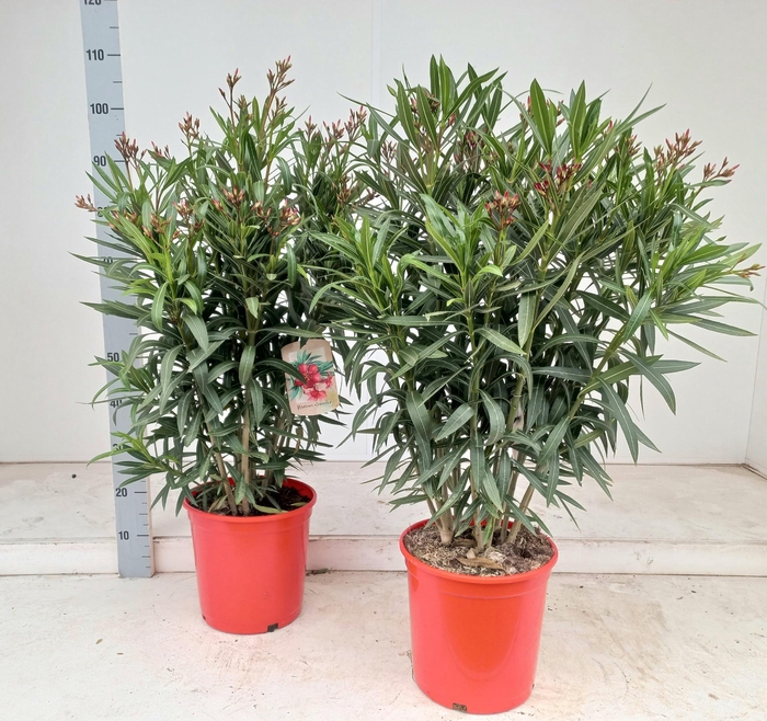 <h4>NERI OLEANDER</h4>