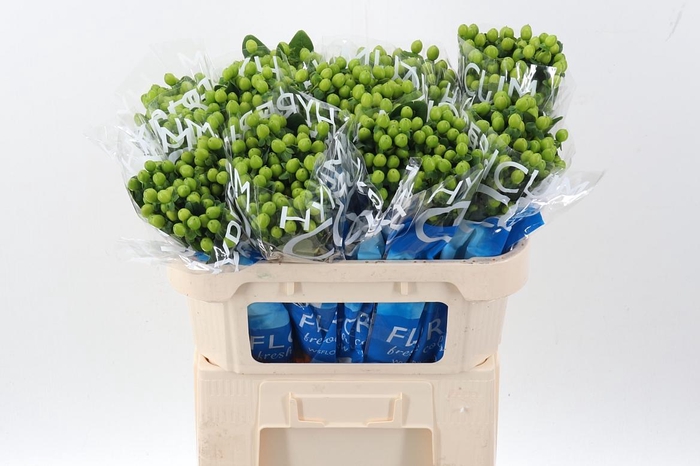 <h4>Hyp Coco Bamboo</h4>