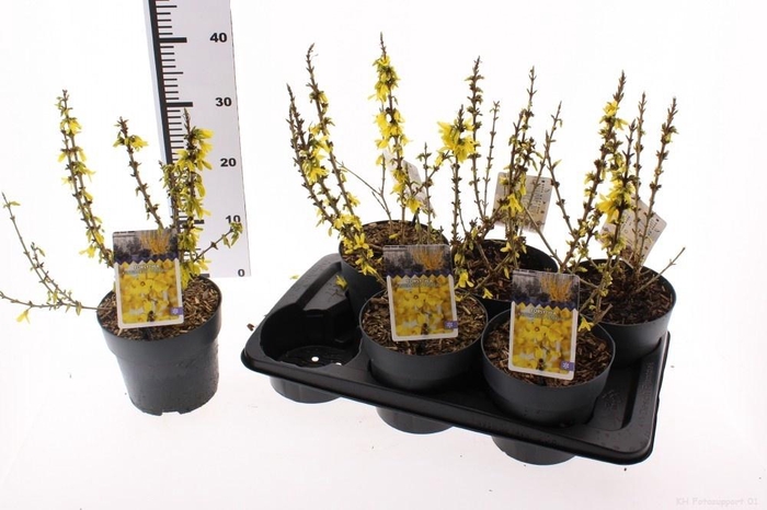 <h4>FORSYTH INTERMEDIA</h4>